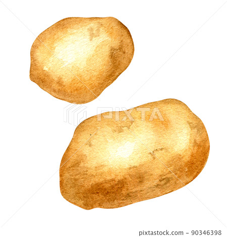 Potatoes, vegetable watercolor illustration on white background Potatoes, vegetable watercolor illustration on white background 90346398