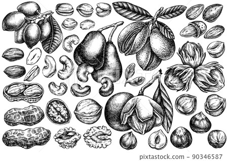Vector set of hand drawn black and white cashew, peanut, pistachio, etc. 90346587