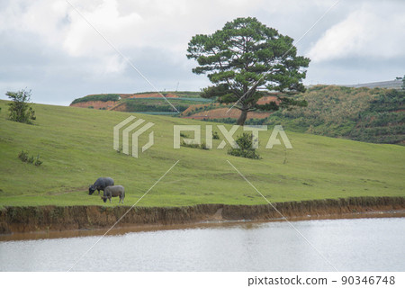 Landscape photo: Suoi Vang lake. Landscape photo: Suoi Vang lake. 90346748