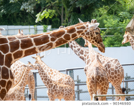 Giraffe. Giraffe. 90346980