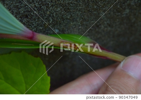 鋸蠅的所羅門海豹莖產卵痕跡 90347049