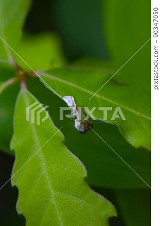 Sawfly larva molting shell Sawfly larva molting shell 90347050