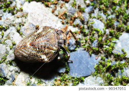 Caterpillar planthopper 90347051