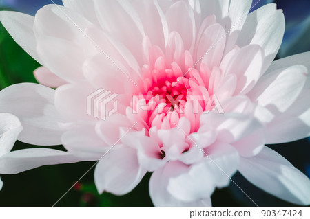 macro photo of fresh pink chrysanthemum. Nature flower wedding background. Closeup top view macro photo of fresh pink chrysanthemum. Nature flower wedding background. Closeup top view 90347424
