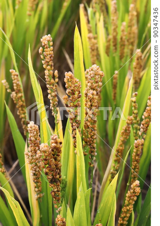 Iwate Iwate Town Ancient Rice Rice 90347436
