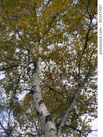 Akisai Shirakaba on the plateau Akisai Shirakaba on the plateau 90347487