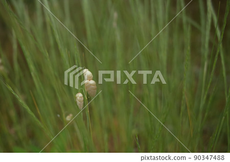 Cute oval grass 90347488