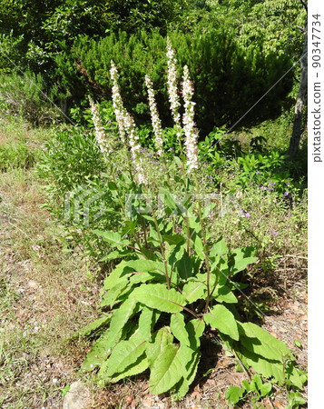 原產於歐洲、北非等地的歸化植物“Shirobanamouzuika”。 90347734