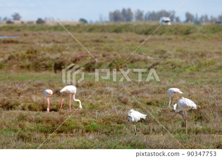 flamingo birds during migration at the mouth of the river flamingo birds during migration at the mouth of the river 90347753