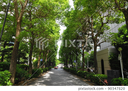 1867 年 6 月港區國際新赤坂大廈-東西大廈之間的路邊樹 90347820