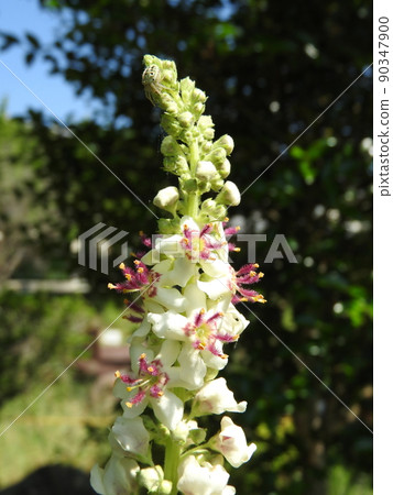 Flowers of the naturalized plant "Shirobanamouzuika" native to Europe, North Africa, etc. Flowers of the naturalized plant "Shirobanamouzuika" native to Europe, North Africa, etc. 90347900