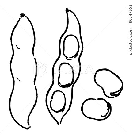 Simple illustration line drawing broad beans - Stock Illustration ...