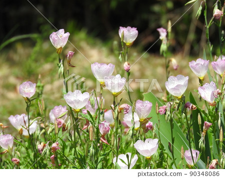 月見草科“Pinkladies”的多年生植物 月見草科“Pinkladies”的多年生植物 90348086