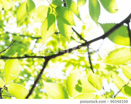 Fresh fresh green season Fresh fresh green season 90348100