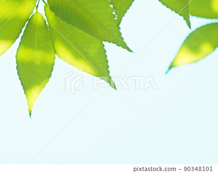 Fresh fresh green season Fresh fresh green season 90348101