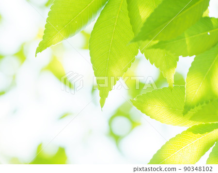 Fresh fresh green season Fresh fresh green season 90348102