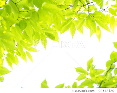 Fresh fresh green season Fresh fresh green season 90348120