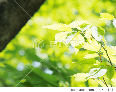 Fresh fresh green season Fresh fresh green season 90348121