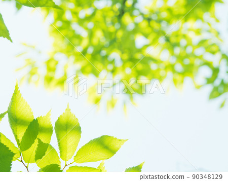 Fresh fresh green season 90348129