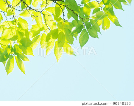 新鮮的綠色季節 90348133