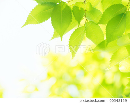 Fresh fresh green season Fresh fresh green season 90348139