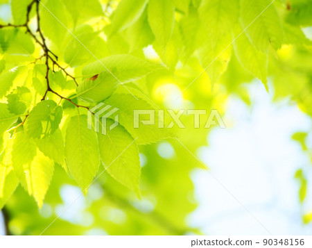 新鮮的綠色季節 新鮮的綠色季節 90348156