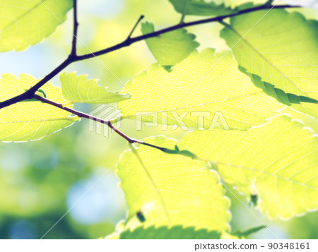 Fresh fresh green season 90348161