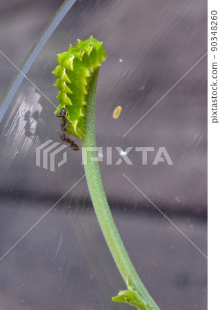 Rapala arata larva 90348260