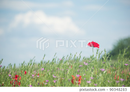One poppy and a pale sky 90348283
