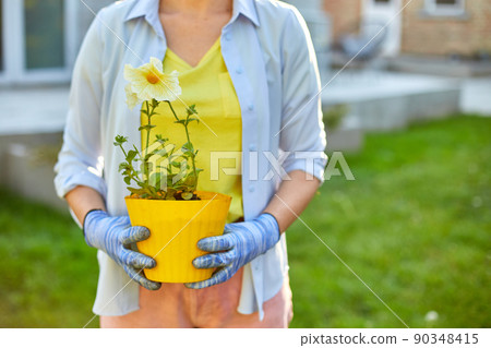Woman hold in hands a pot of petunia surfinia flowers. Woman hold in hands a pot of petunia surfinia flowers. 90348415