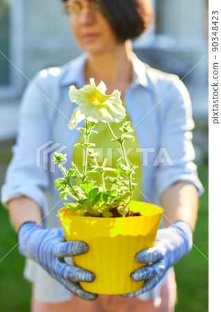 Woman hold in hands a pot of petunia surfinia flowers. 90348423