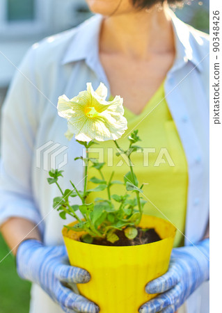 Woman hold in hands a pot of petunia surfinia flowers. 90348426