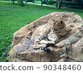 Pet lies on stone and enjoys, cat disguised as rock 90348460