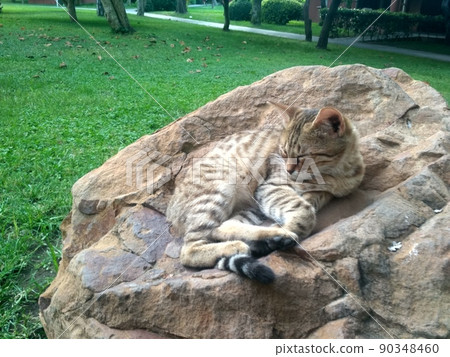 Pet lies on stone and enjoys, cat disguised as rock 90348460