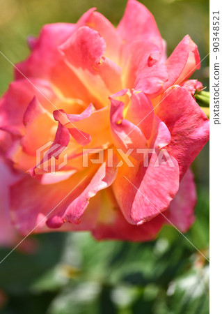 Beautiful rose fresh green garden background 90348521