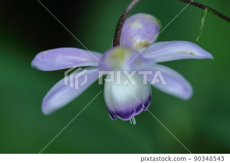 掛在森林裡的燈 90348543