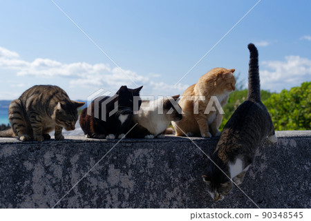 沖繩流浪貓集會 90348545