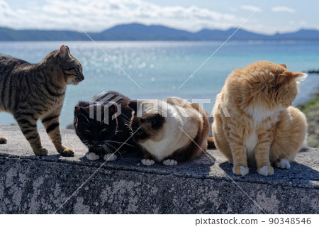 沖繩海灘上的諾拉貓 90348546