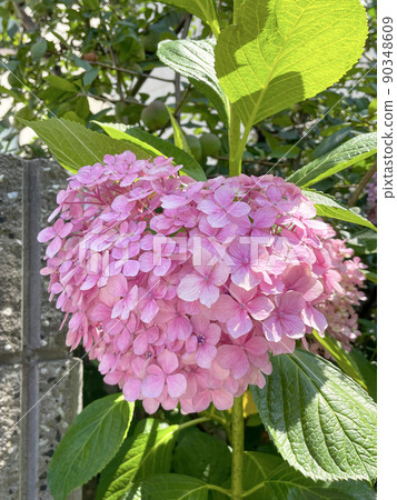 Heart shaped hydrangea 90348609