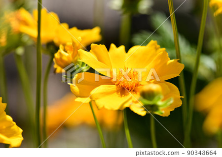 Beautiful wild flower Spring flower Golden-Wave Yellow flower Beautiful wild flower Spring flower Golden-Wave Yellow flower 90348664