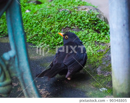 澳大利亞野鳥，黑鳥，黑鳥 90348805
