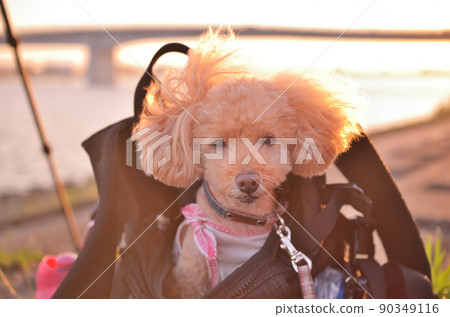 Tama River Sky Bridge Sunset and Toy Poodle Tama River Sky Bridge Sunset and Toy Poodle 90349116