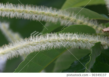 板栗花 90349137