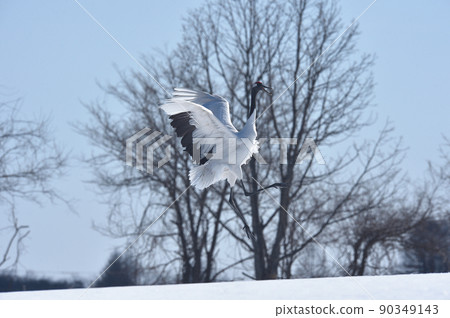 Dancing of cranes (Hokkaido, Tsurui) 90349143