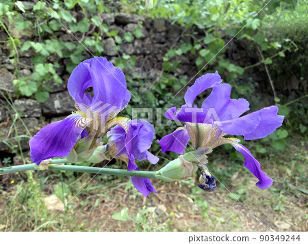Wild Iris Mesopotamian (lat.- Iris mesopotamica) 90349244