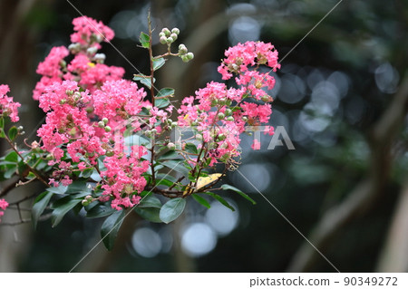 Shines in the blue sky in midsummer 90349272