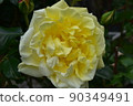 Yellow rose one wheel 90349491