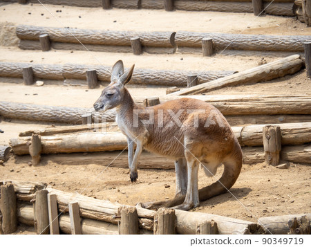 Red kangaroo. 90349719