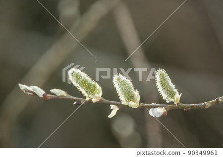 Salix caprea的雌花 Salix caprea的雌花 90349961