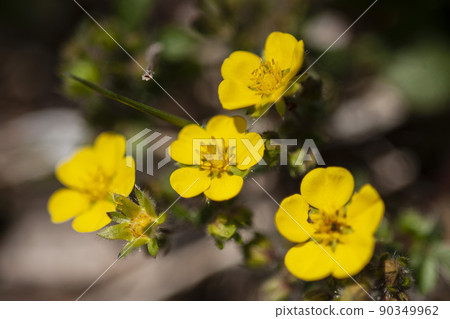 草蓆黃花 草蓆黃花 90349962